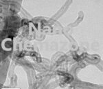 Functionalized Short Single Walled Carbon Nanotubes