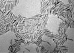 Cadmium Selenide Nanorods - Image 2