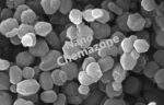 MESOPOROUS CARBON Powder